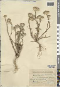 Dianthus pseudarmeria M. Bieb., Eastern Europe, North Ukrainian region (E11) (Ukraine)