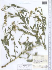 Haplophyllum acutifolium (DC.) G. Don, Middle Asia, Western Tian Shan & Karatau (M3) (Tajikistan)