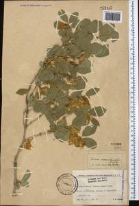 Lonicera nummulariifolia Jaub. & Spach, Middle Asia, Western Tian Shan & Karatau (M3) (Kyrgyzstan)