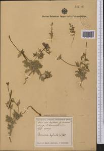 Roemeria hybrida (L.) DC., Middle Asia, Syr-Darian deserts & Kyzylkum (M7) (Tajikistan)
