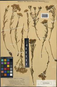 Linosyris tatarica, Middle Asia, Muyunkumy, Balkhash & Betpak-Dala (M9) (Kazakhstan)