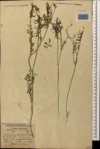 Astragalus stevenianus DC., Caucasus, Azerbaijan (K6) (Azerbaijan)