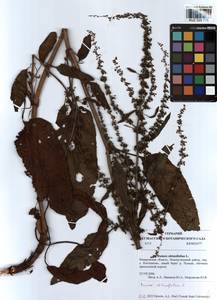 Rumex obtusifolius L., Siberia, Altai & Sayany Mountains (S2) (Russia)