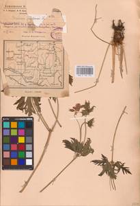 Geranium pratense L., Eastern Europe, Eastern region (E10) (Russia)