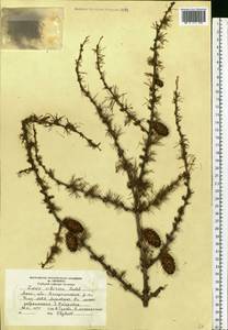 Larix sibirica Ledeb., Eastern Europe, Moscow region (E4a) (Russia)