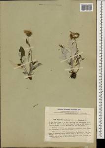 Psephellus abchasicus Albov, Caucasus, Abkhazia (K4a) (Abkhazia)