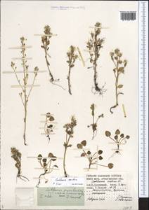 Cochlearia groenlandica L., Eastern Europe, Northern region (E1) (Russia)