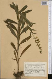 Digitalis grandiflora Mill., Western Europe (EUR) (Albania)