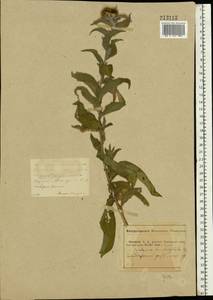 Centaurea trichocephala M. Bieb. ex Willd., Eastern Europe, Middle Volga region (E8) (Russia)