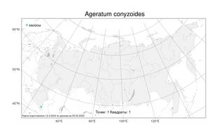 Ageratum conyzoides L., Atlas of the Russian Flora (FLORUS) (Russia)