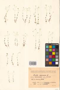 Draba nemorosa L., Eastern Europe, Lower Volga region (E9) (Russia)