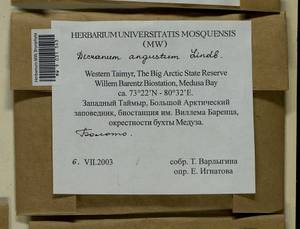 Dicranum angustum Lindb., Bryophytes, Bryophytes - Krasnoyarsk Krai, Tyva & Khakassia (B17) (Russia)