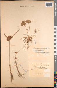 Cyperus glomeratus L., South Asia, South Asia (Asia outside ex-Soviet states and Mongolia) (ASIA) (India)