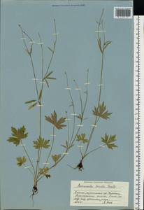 Ranunculus propinquus C.A.Mey., Eastern Europe, Northern region (E1) (Russia)