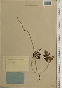 Thalictrum petaloideum L., Siberia, Baikal & Transbaikal region (S4) (Russia)