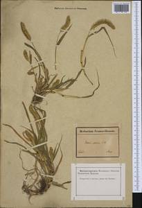 Setaria pumila (Poir.) Roem. & Schult., Western Europe (EUR) (France)