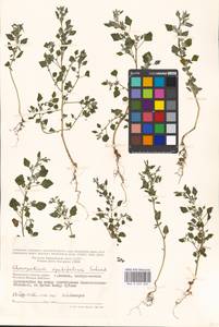 Chenopodium opulifolium Schrad., Eastern Europe, Moscow region (E4a) (Russia)