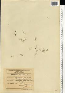 Subularia aquatica L., Eastern Europe, Northern region (E1) (Russia)