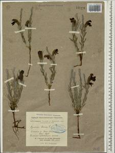 Cymbaria daurica L., Siberia, Altai & Sayany Mountains (S2) (Russia)