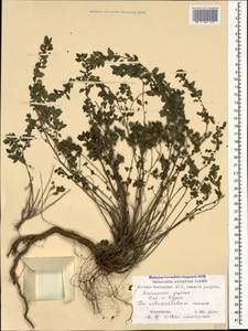 Parietaria judaica L., Caucasus, North Ossetia, Ingushetia & Chechnya (K1c) (Russia)