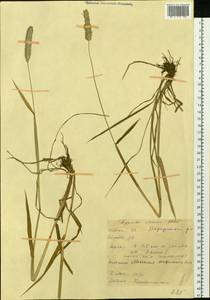 Alopecurus arundinaceus Poir., Siberia, Baikal & Transbaikal region (S4) (Russia)