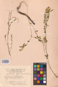 Melilotus officinalis (L.) Lam., Eastern Europe, Eastern region (E10) (Russia)