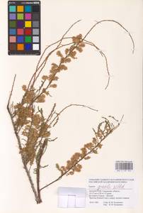 Tamarix gracilis Willd., Middle Asia, Caspian Ustyurt & Northern Aralia (M8) (Kazakhstan)