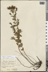 Hypericum perforatum L., Eastern Europe, Eastern region (E10) (Russia)