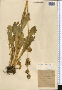 Swertia lactea A. Bunge, Middle Asia, Western Tian Shan & Karatau (M3) (Kyrgyzstan)