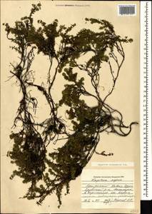 Empetrum nigrum subsp. caucasicum (Juz.) Kuvaev, Caucasus, Georgia (K4) (Georgia)
