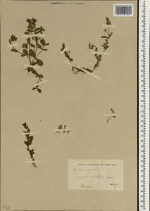 Lindernia dubia (L.) Pennell, South Asia, South Asia (Asia outside ex-Soviet states and Mongolia) (ASIA) (Iran)