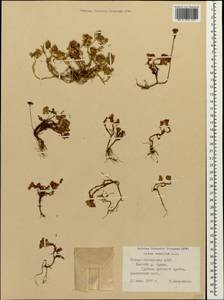 Sedum tenellum M. Bieb., Caucasus, North Ossetia, Ingushetia & Chechnya (K1c) (Russia)