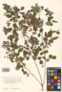 Lespedeza bicolor Turcz., Siberia, Russian Far East (S6) (Russia)