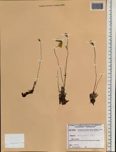 Papaver variegatum Tolm., Siberia, Central Siberia (S3) (Russia)