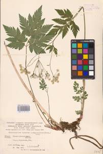 Chaerophyllum hirsutum L., Eastern Europe, West Ukrainian region (E13) (Ukraine)