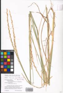 Thinoelymus mucronatus (Opiz) Banfi, Eastern Europe, Central forest-and-steppe region (E6) (Russia)