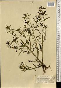 Pedicularis labradorica Wirsing, Mongolia (MONG) (Mongolia)