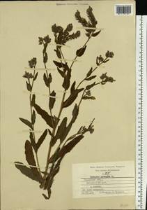 Lycopsis arvensis L., Eastern Europe, Central region (E4) (Russia)