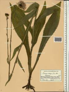 Cirsium canum (L.) All., Eastern Europe, Central forest-and-steppe region (E6) (Russia)