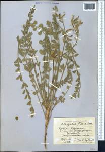 Astragalus flexus Fisch., Middle Asia, Syr-Darian deserts & Kyzylkum (M7) (Kazakhstan)
