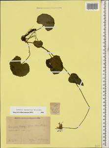 Dolichorrhiza caucasica (M. Bieb.) Galushko, Caucasus, Krasnodar Krai & Adygea (K1a) (Russia)