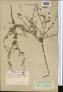 Heliotropium dasycarpum subsp. transoxanum (Bunge) H. Akhani & H. Förther, Middle Asia, Syr-Darian deserts & Kyzylkum (M7) (Uzbekistan)