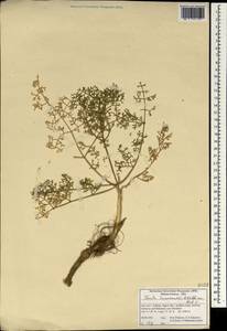 Ferula haussknechtii H.Wolff ex Rech.fil., South Asia, South Asia (Asia outside ex-Soviet states and Mongolia) (ASIA) (Iran)