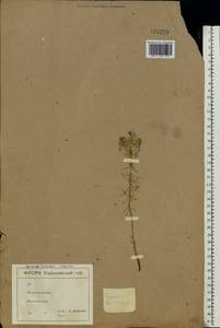 Euphorbia cyparissias L., Eastern Europe, North Ukrainian region (E11) (Ukraine)
