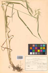 Elymus sibiricus L., Siberia, Russian Far East (S6) (Russia)