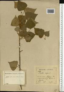 Populus nigra L., Eastern Europe, Central forest-and-steppe region (E6) (Russia)