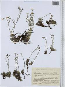 Eritrichium sericeum (Lehm.) A. DC., Siberia, Chukotka & Kamchatka (S7) (Russia)