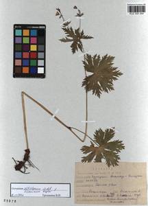 KUZ 000 264, Geranium albiflorum Ledeb., Siberia, Altai & Sayany Mountains (S2) (Russia)