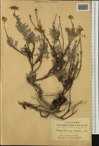 Chrysanthemum sinuatum Ledeb., Siberia, Altai & Sayany Mountains (S2) (Russia)