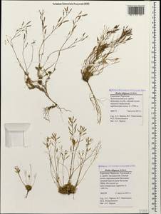 Draba siliquosa M. Bieb., Caucasus, Stavropol Krai, Karachay-Cherkessia & Kabardino-Balkaria (K1b) (Russia)